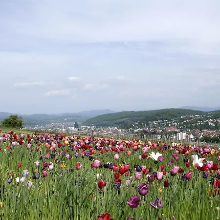 Restaurant-hotel Maien 酒店